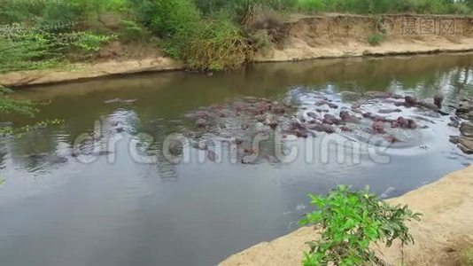 非洲马拉河中的河马群视频