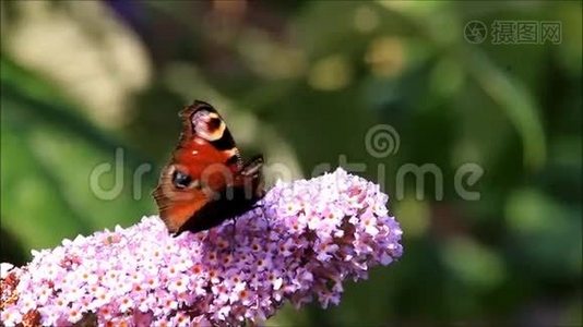 孔雀蝶对丁香花.视频