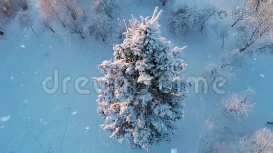 下雪了。 冬天的森林覆盖着雪。 空中镜头。视频