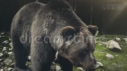 野生棕熊熊视频