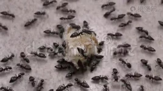 蚂蚁在近距离移动视频