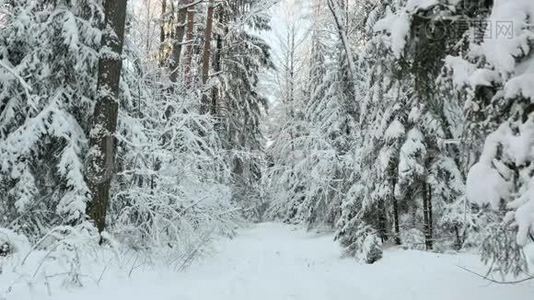 森林里雪下的树视频