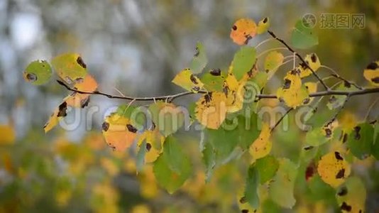 白杨树在秋风中落叶.视频