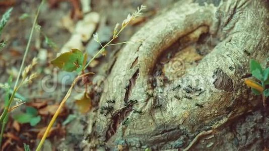 军队蚂蚁沿着树爬得很好，圆根，根。视频