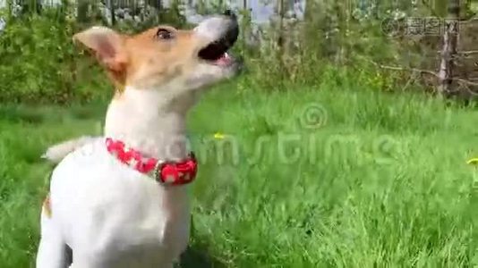 可爱的小狗杰克罗素在清新的夏日草地上视频