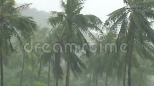 热带暴雨下的棕榈树视频