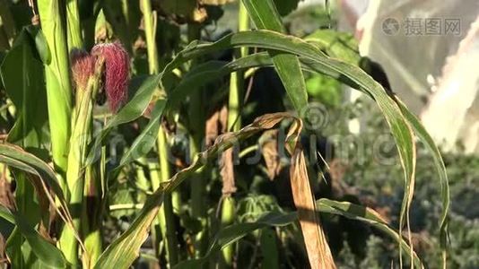 初秋霜冻覆盖的玉米植株和温室.. 放大。 4K视频