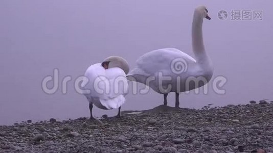 两只天鹅在一个非常黑暗和寒冷的日子里在河上。视频