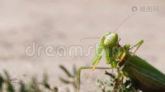 昆虫绿螳螂在沙滩上咬，并清理它的爪视频