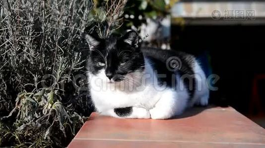 年轻的黑白猫躺在花园里。视频