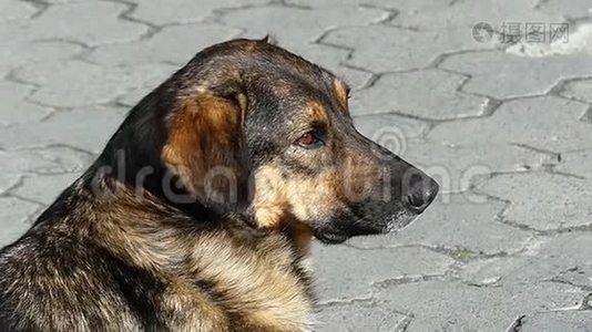 阳光明媚的一天，一只棕色的大狗躺在铺着瓷砖的人行道上视频