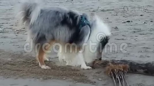 可爱的狗，在海滩上奔跑的宠物。 日落视频