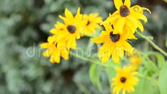 黄色紫锥菊(Rudbeckia).视频