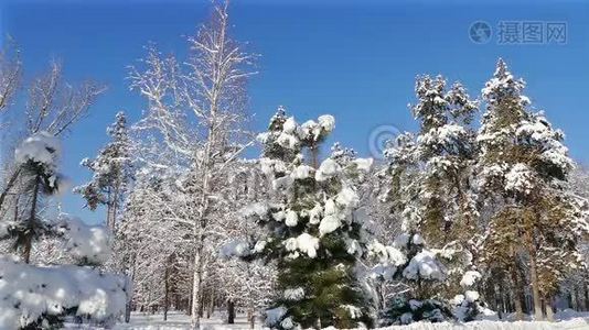 冬季公园降雪蓝天视频