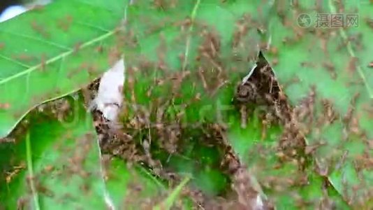 蚂蚁试图筑巢视频