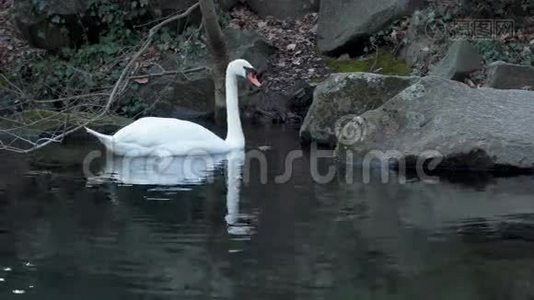 白天鹅漂浮在池塘上视频