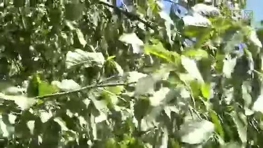 枝上的绿色叶子视频