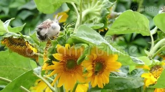 麻雀啄向日葵的种子视频