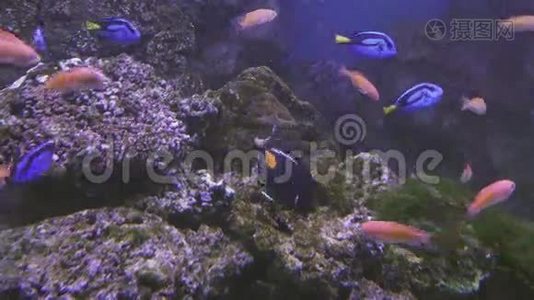 美丽的咸水水族馆，珊瑚热带鱼类视频视频