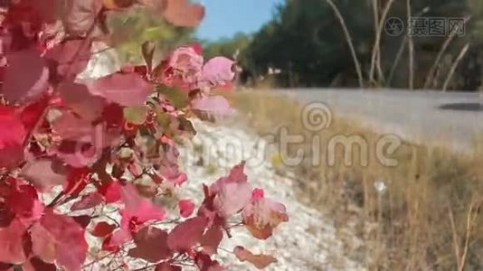 秋日温暖的乡村之间的道路视频