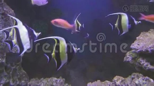 美丽的咸水水族馆，珊瑚热带鱼类视频视频