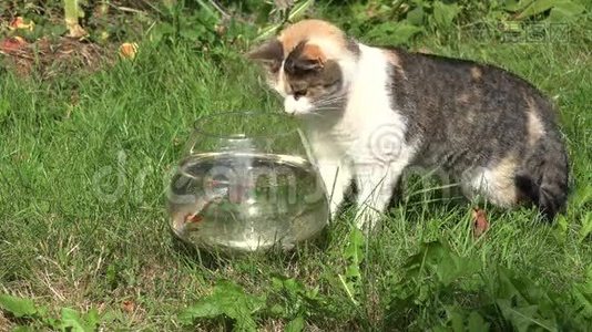 猫捉鱼打乱了玻璃水族馆和水流出来。特写镜头。4K视频