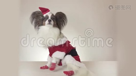 有趣的年轻雄性狗大陆玩具SpanielPapillon穿着圣诞老人服装环顾四周的白色背景股票。视频