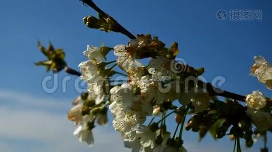 春天樱花盛开的樱花树上开着白花。 樱桃树上一束樱花和绿叶。视频