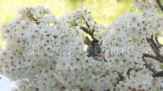 春天的松鸟开花了视频