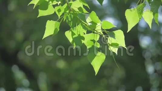 绿色的树枝上有白色的背景。 阳光让树在风中摇曳生活方式慢动作视频视频