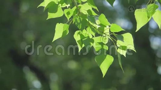 绿色的树枝上有白色的背景。 阳光让树在风中摇曳慢动作生活视频视频