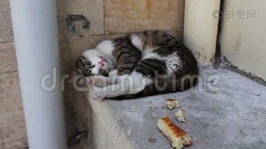 无家可归的猫蜷缩着躺着，试图睡觉，旁边是一片面包。 无家可归的问题，没有人视频