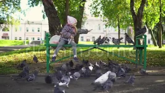 一个小女孩在一个秋天的公园里喂鸽子。视频