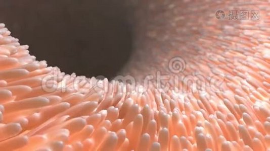 在显微镜下观察肠道内的真实绒毛。肠壁。显微绒毛和毛细血管。3d与视频