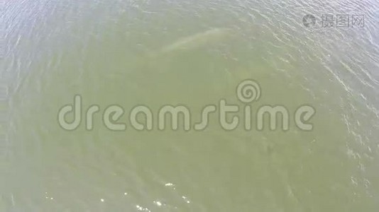 鸟瞰鲸鱼，伊甸园的鲸鱼布莱德的鲸鱼在海湾泰国。视频