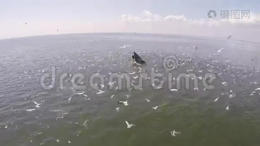 鸟瞰布莱德的鲸鱼和许多鸟类去海滩打猎，伊甸园的鲸鱼在海湾泰国。视频