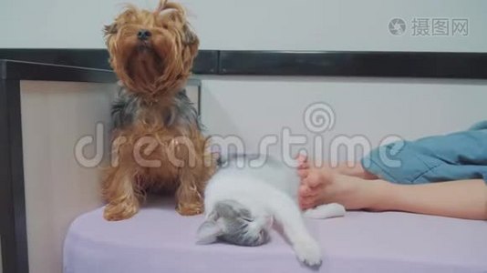 猫和狗睡在一起的滑稽视频。 猫和狗的友谊在室内，睡在主人的脚边视频