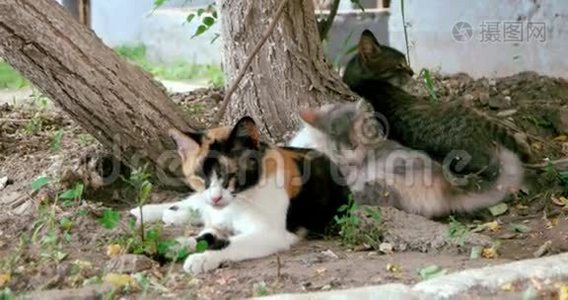 三只野猫在树下视频