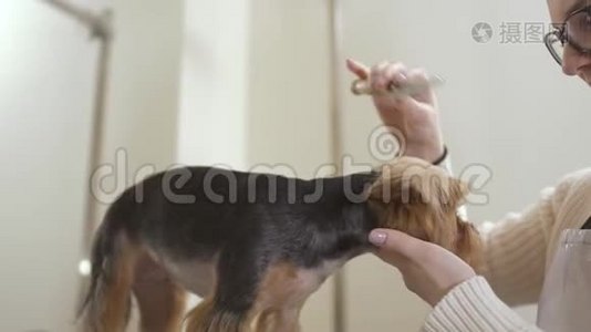 格鲁派为约克郡猎犬做发型视频