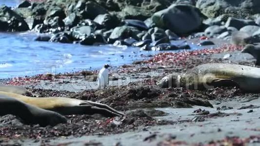 海滩上海豹中的企鹅视频