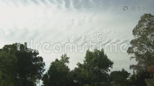多云天空纹理的静态树木拍摄视频
