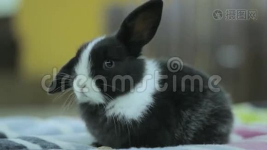 黑白兔宝宝，小兔.视频