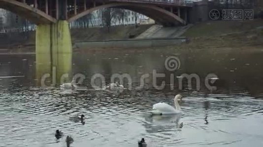 两只白色天鹅漂浮在桥附近的一条河里视频