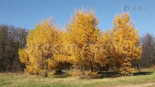 秋天的景色，有明亮的黄色落叶松视频
