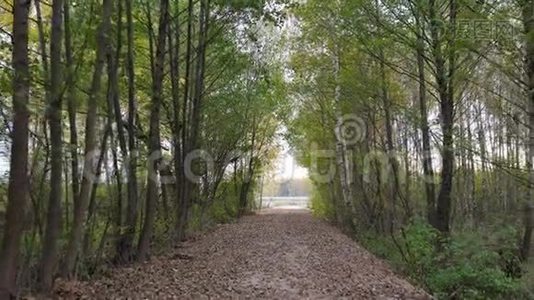 漫步在公园的林间小道上，手持秋叶4k视频