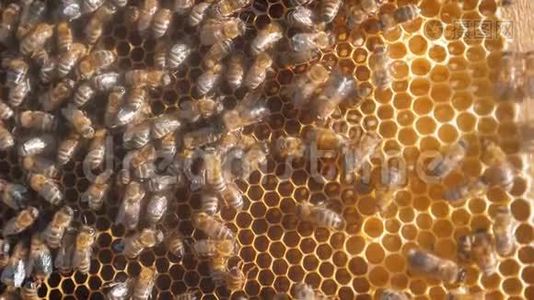 许多蜜蜂蜂巢养蜂生活方式的背景移动工作在蜂巢中移动。 蜜蜂概念蜂蜜视频