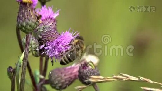 蜜蜂在紫罗兰花上采蜜视频