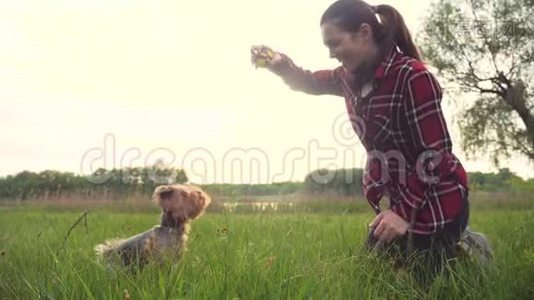 日落时分，女孩和一只狗在大自然中玩耍。 狗约克郡猎犬在大自然中用慢动作接球视频