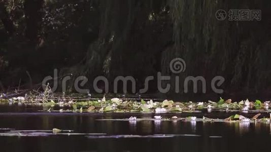 池塘里的白睡莲.. 若虫阿尔巴。 美丽的白色睡莲和热带气候。 睡莲背景。视频