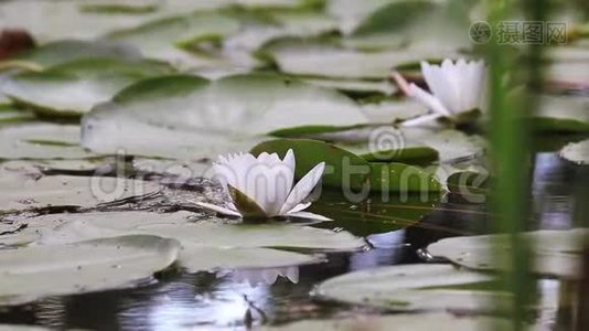 池塘里的白睡莲.. 若虫阿尔巴。 美丽的白色睡莲和热带气候。 睡莲背景。视频